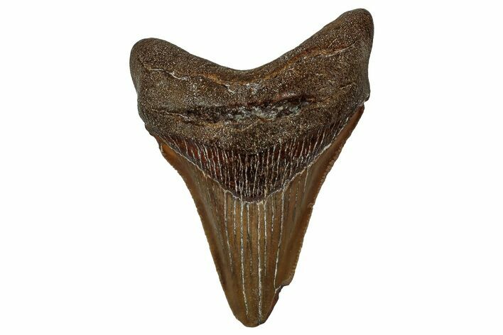 Serrated, Juvenile Megalodon Tooth - North Carolina #351201
